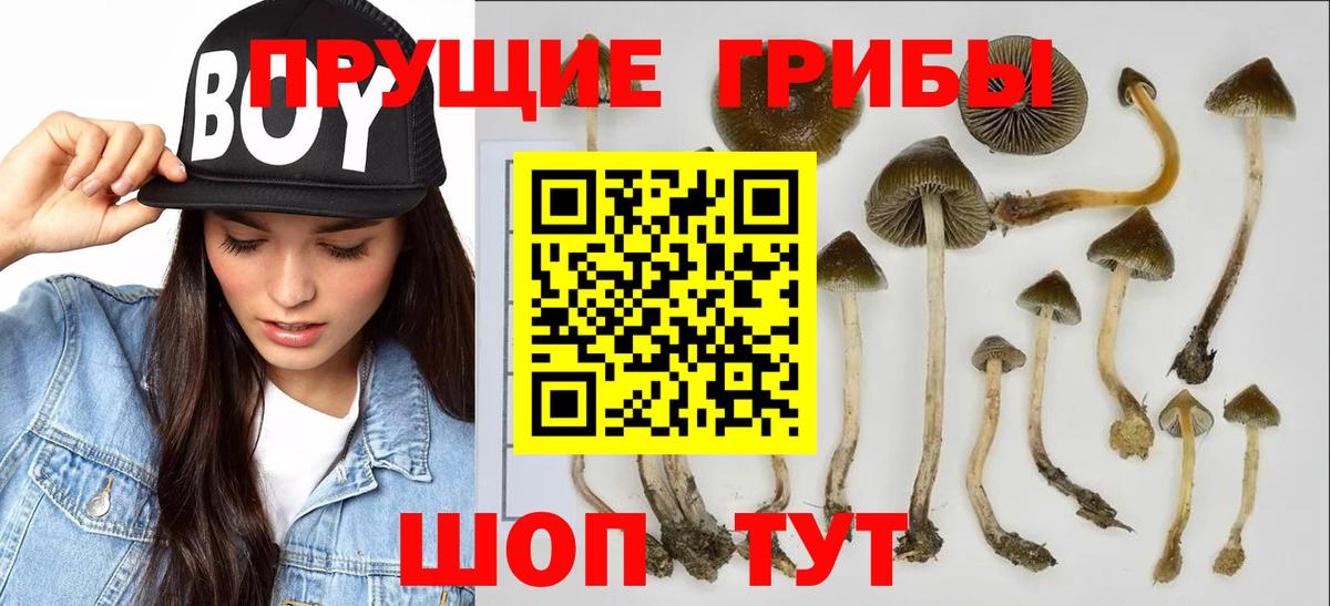 Галлюциногенные грибы MAGIC MUSHROOMS  Вход с VPN  Чайковский 